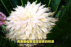 铁树开花是什么生肖,探寻古老文化中的生肖象征